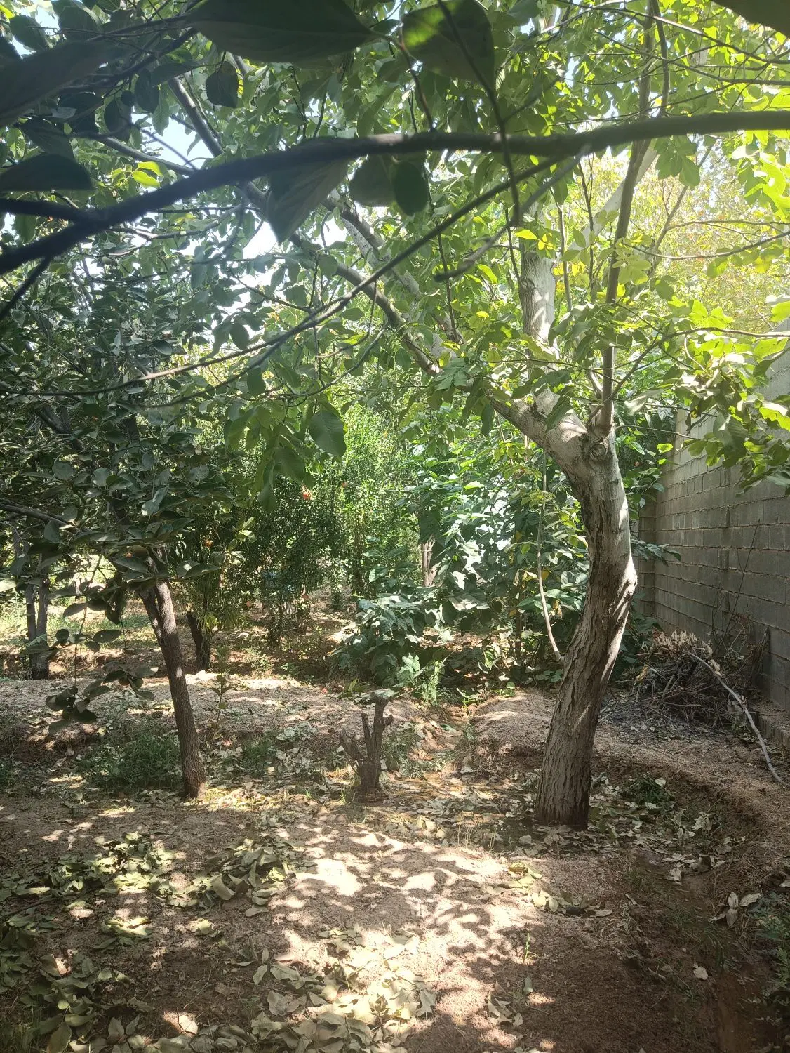 باغ جاده صدرا 300متر