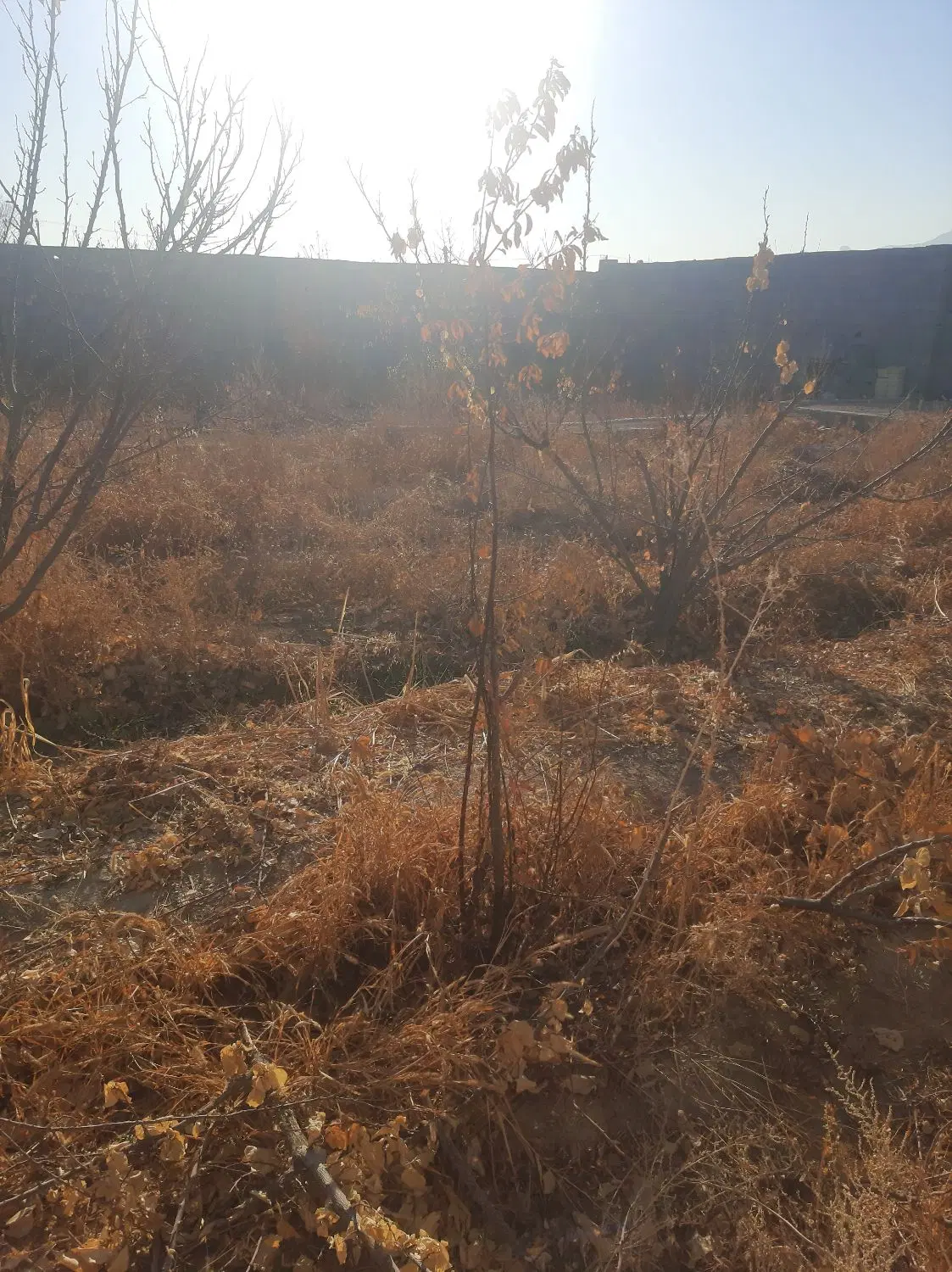 باغ ۳۷۵ متری شیدان