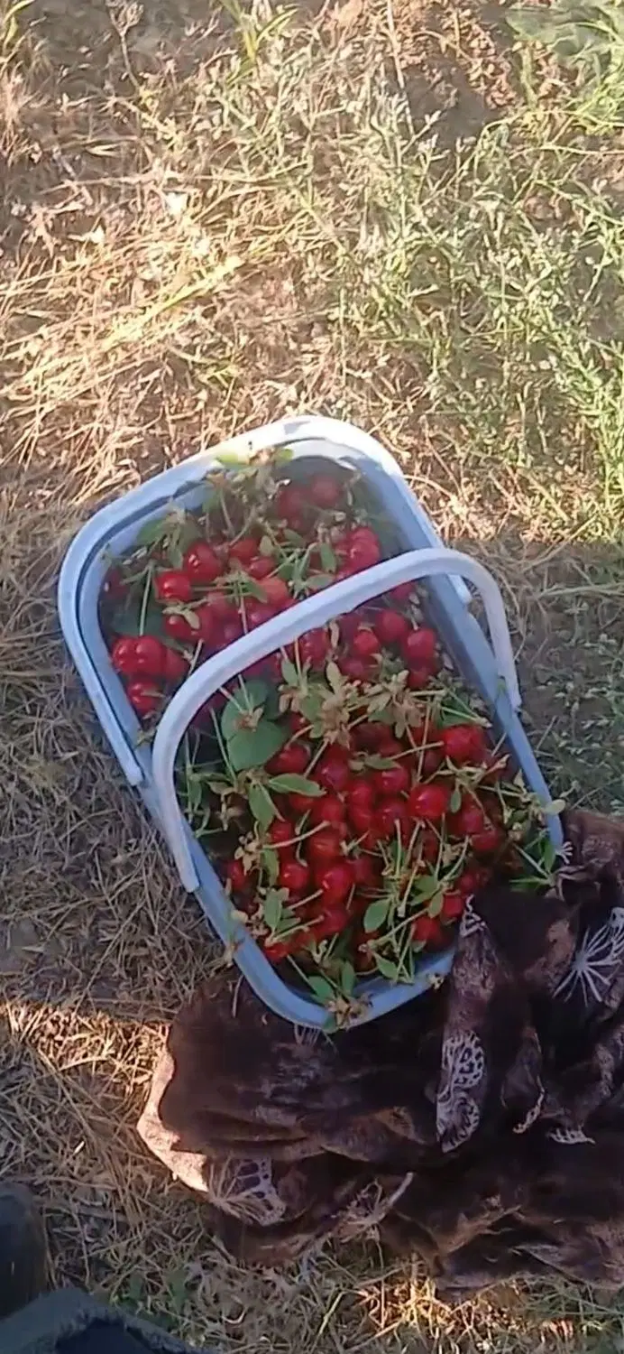 زمین و باغ سد گاوشان