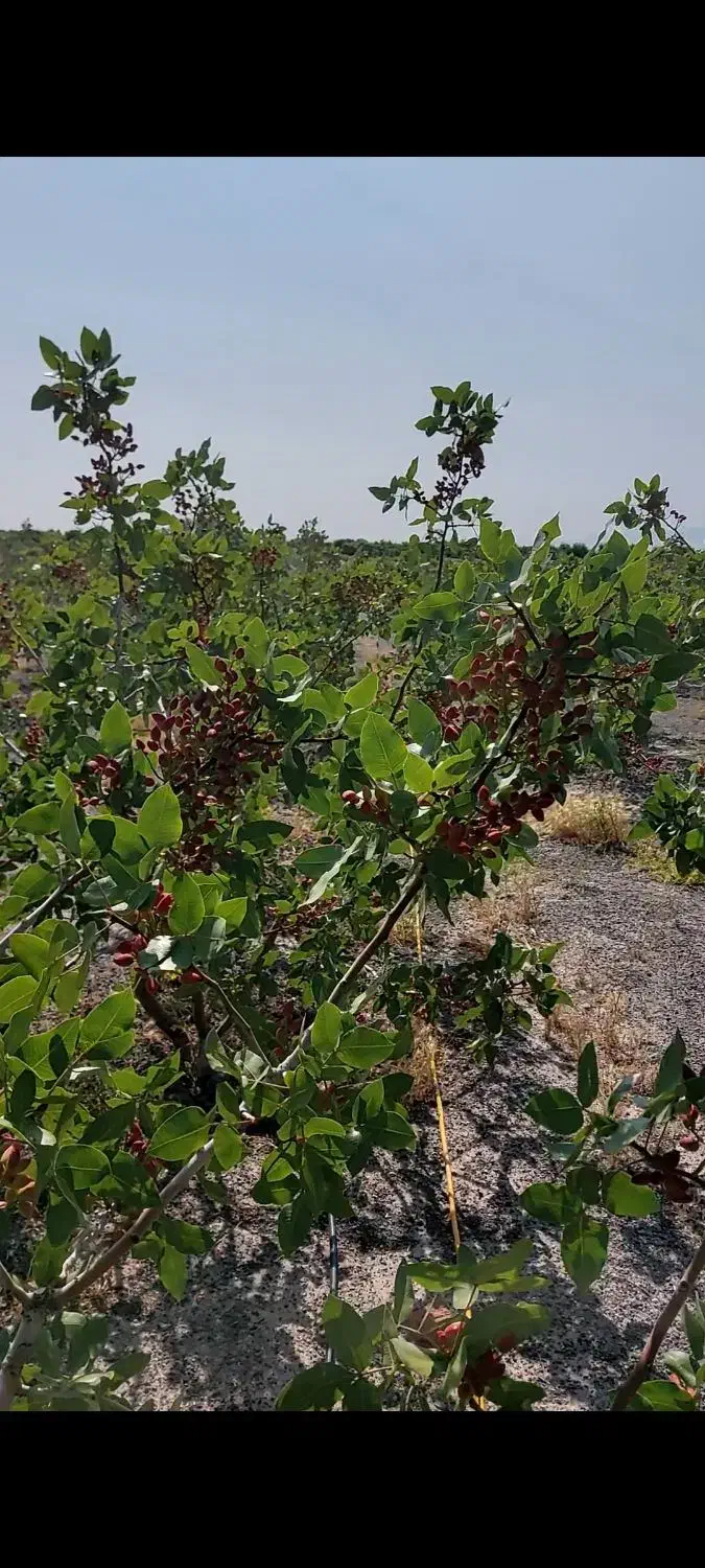 باغ پسته