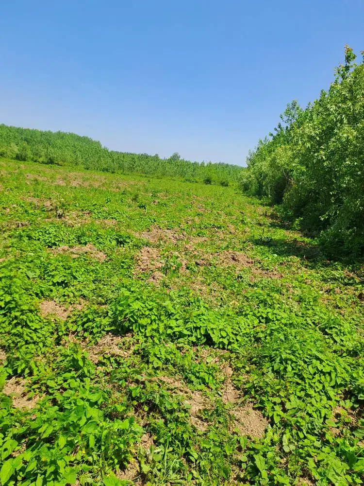 زمین باغی در بهترین جای شمال