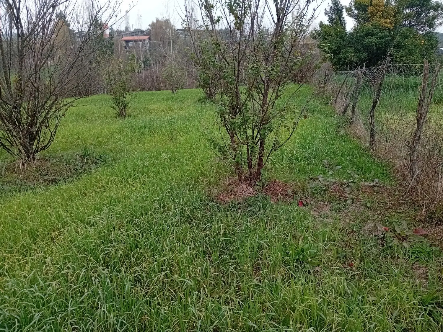 زمین باکاربری مسکونی(جاده بابلکنار روستای چهره)