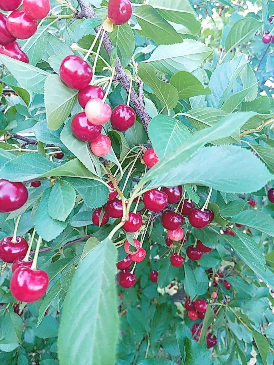 باغ روستای اعظم اباد