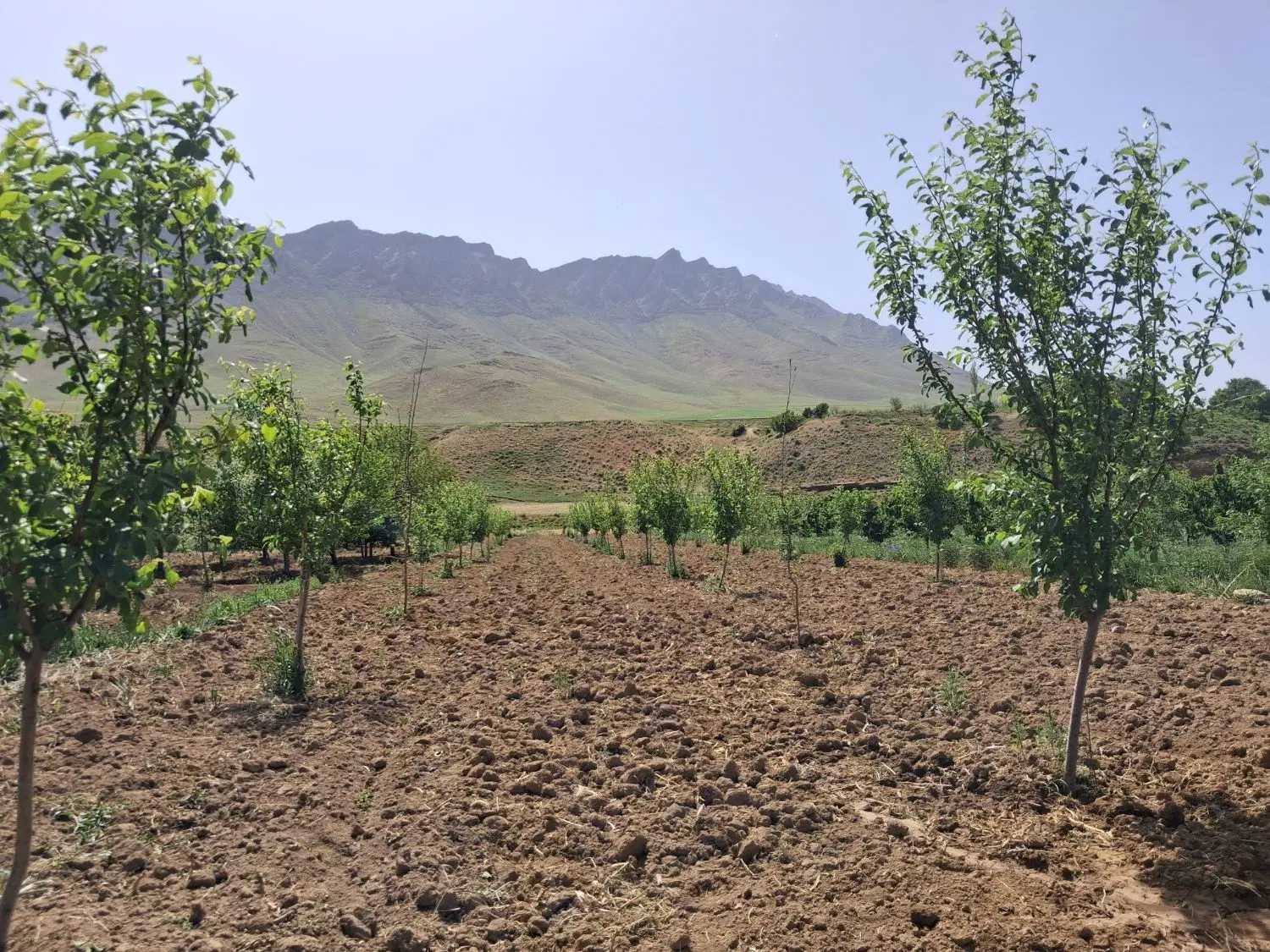 باغ فروشی