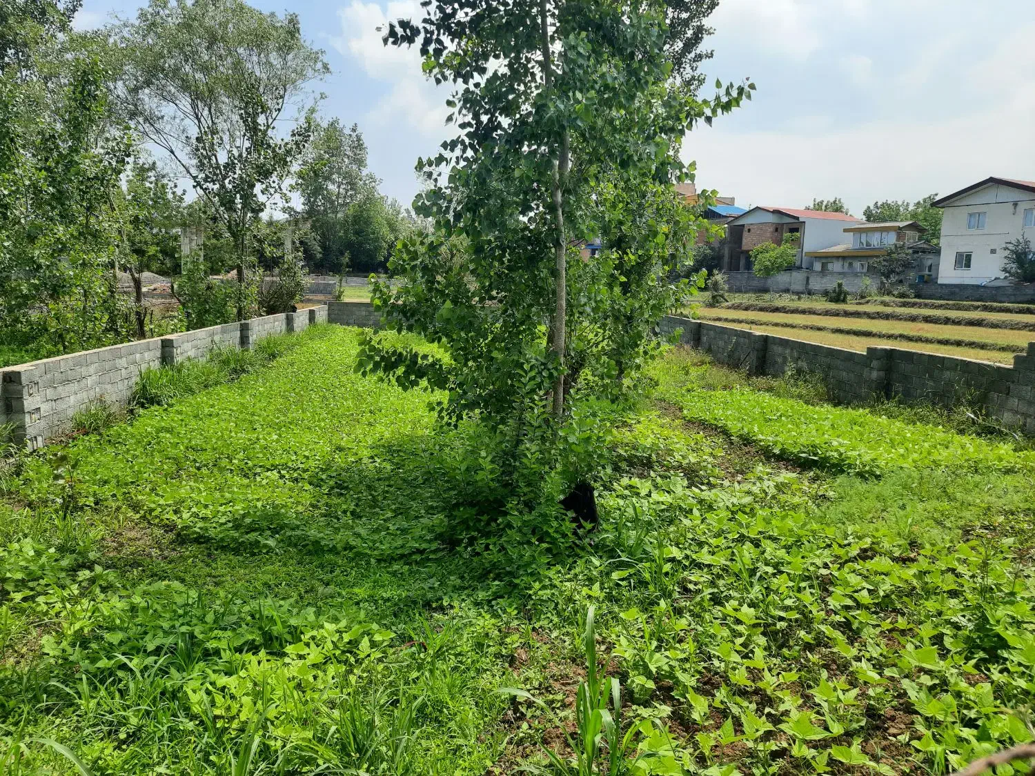 زمین به متراژ ۳۲۰ متر در چالوس