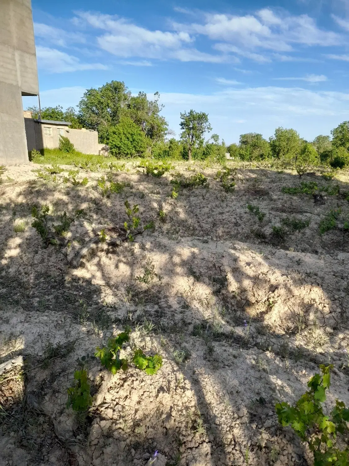 باغ تاکستان روستای علنقیه