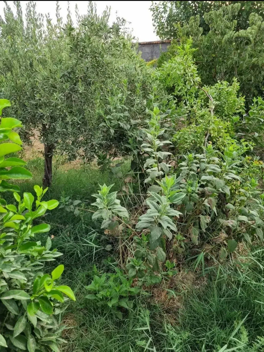 ویلایی عسگریه شمالی