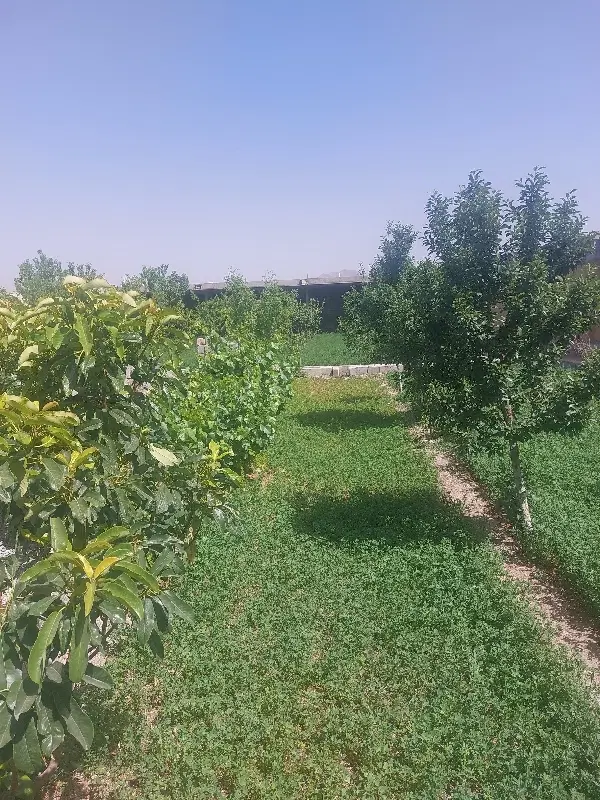 باغ ۷۰۰ متری زرین شهر ( قابل تفکیک به دو باغ )