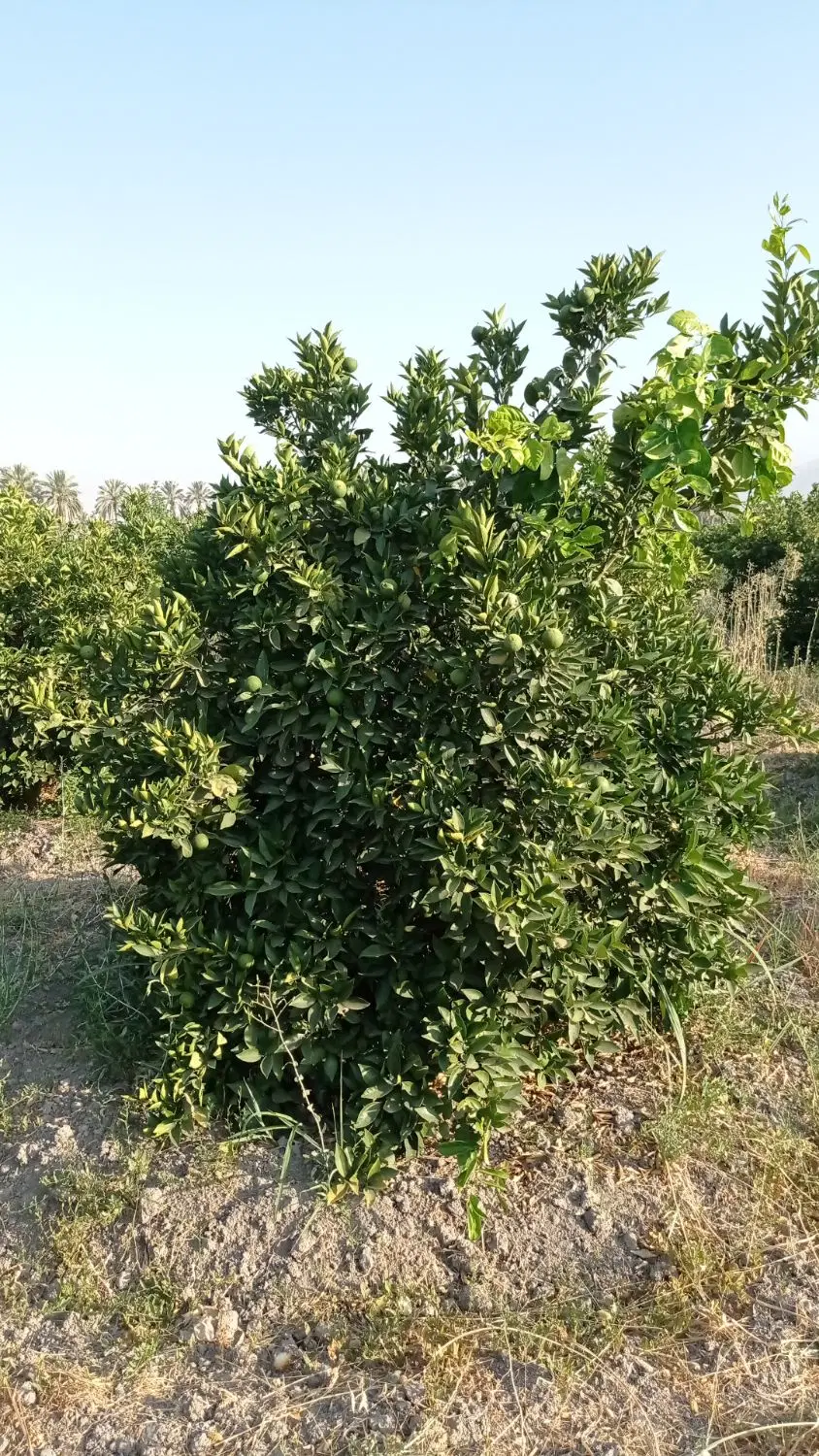 فروشه سه عدد باغچه هزار متری