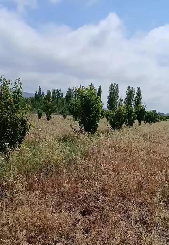 باغ در شهر توریستی هیر