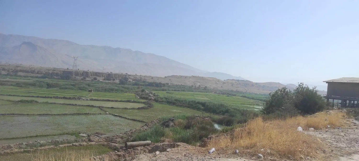 فروش زمین برنجکاری