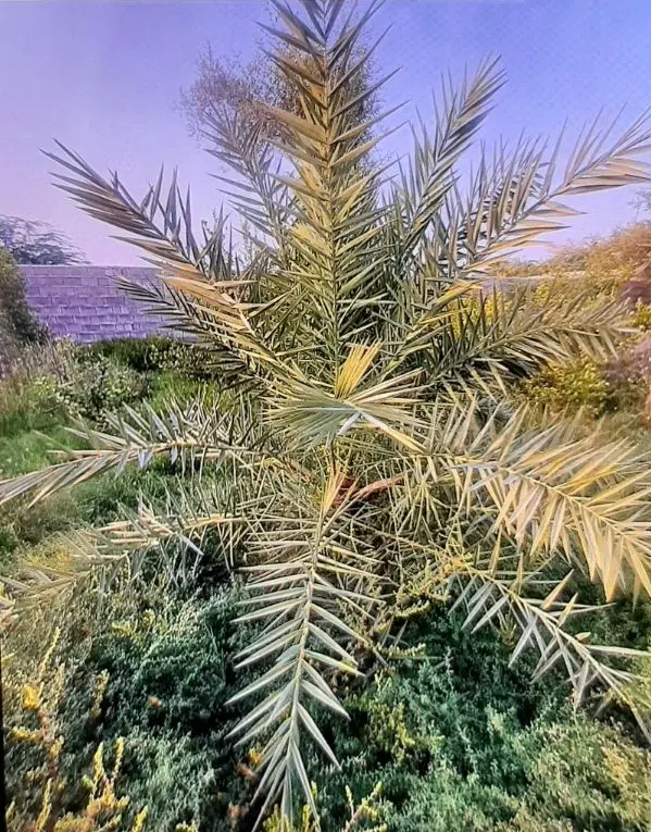 ۱۰هزار متر زمین دیوارکشی