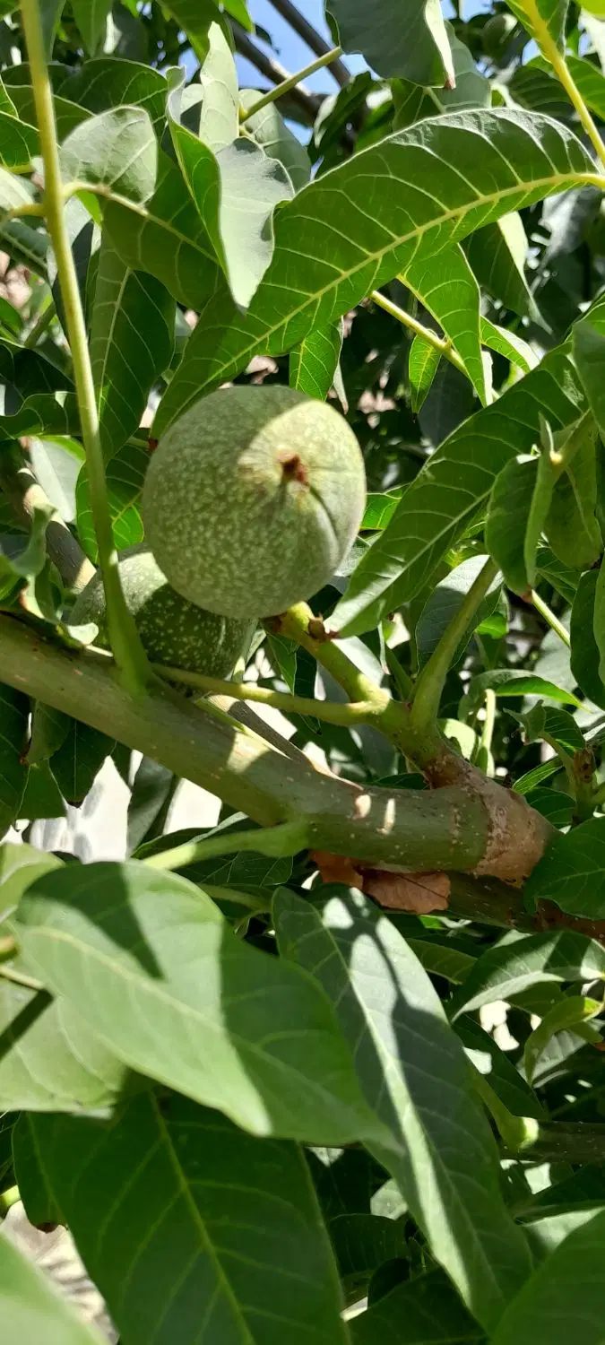 خانه بزرگ دلباز ششدونگ سند