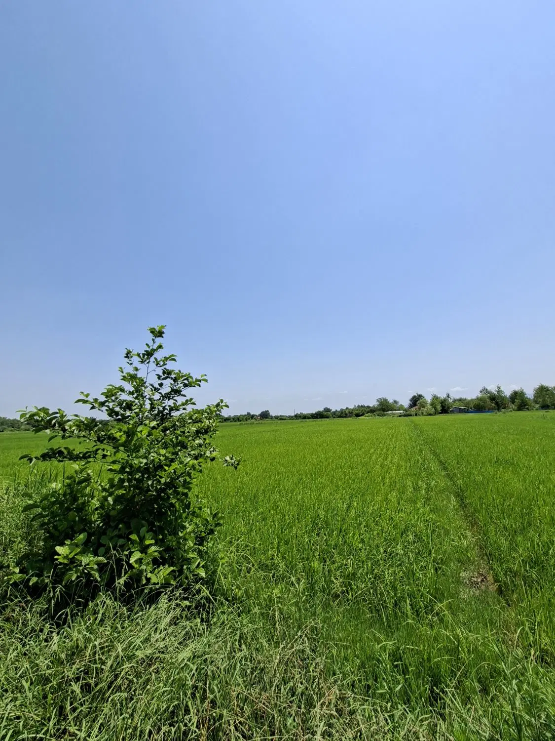 فروش زمین بیجار