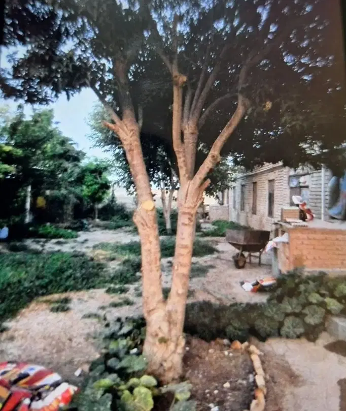 گاوداری حیاط