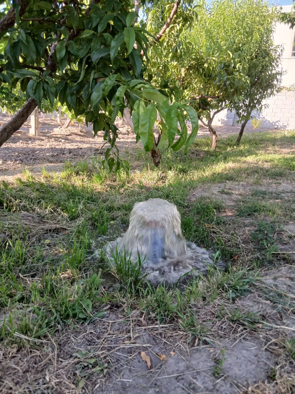 باغ و باغچه