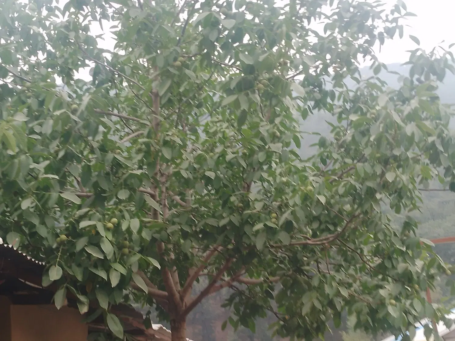 زمین مسکونی چجا