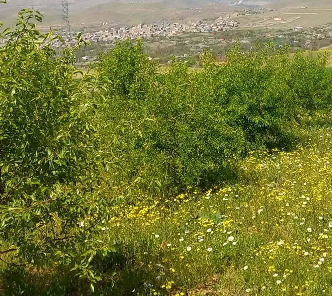 زمین کشاورزی واقع در باباریز جاده گاوداری