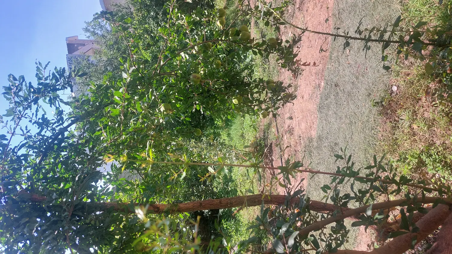 زمین حاشیه ۲۲ متری باغستان ثامن