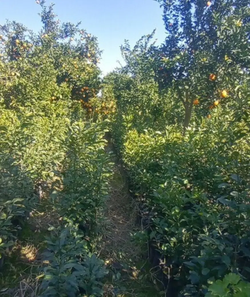 باغ مرکبات