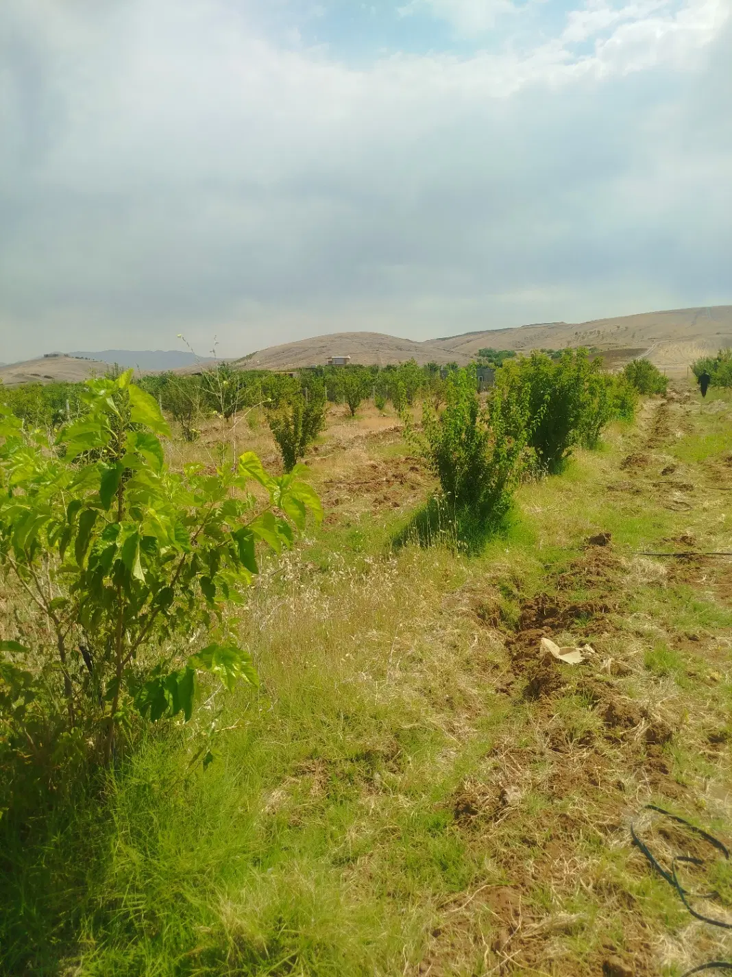باغ کشاورزی