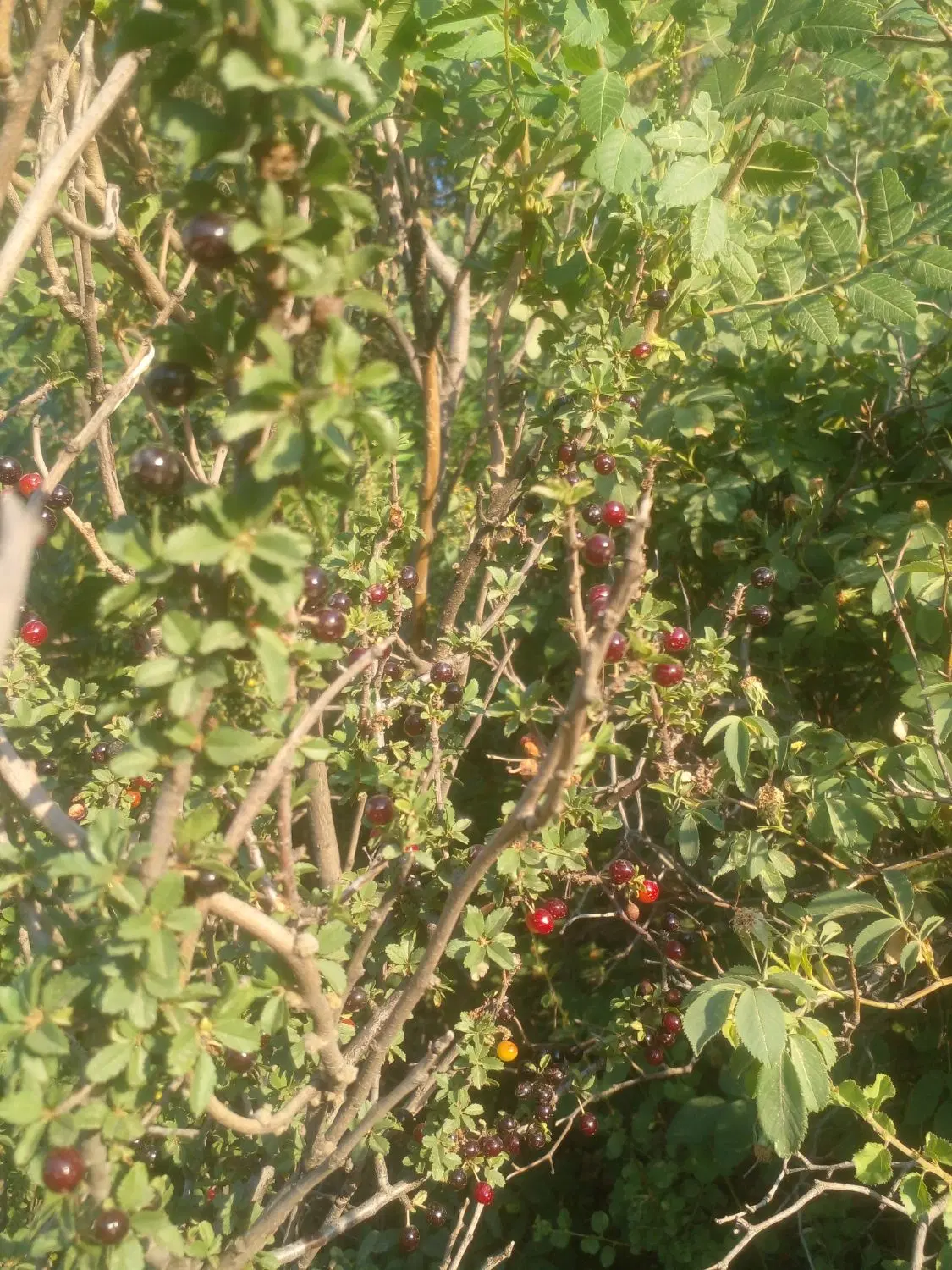 فروش زمین