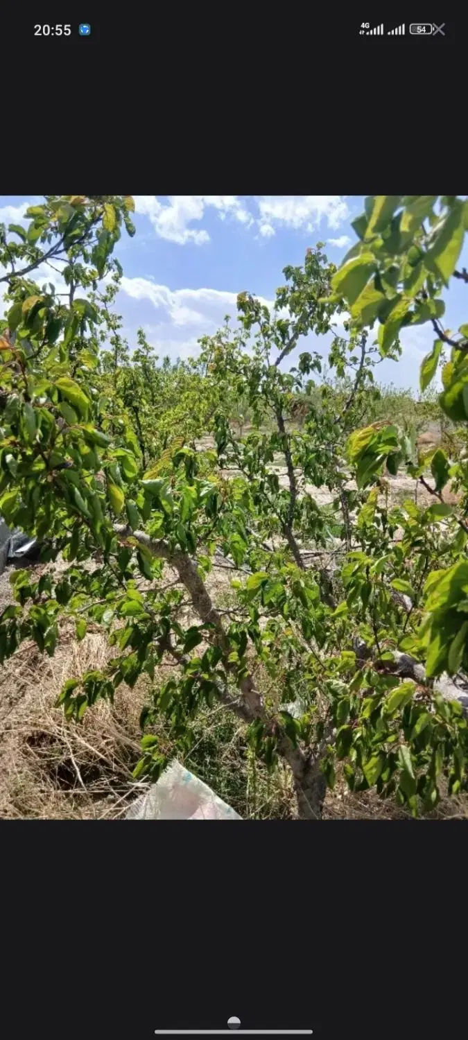 زمین باغی فرارت