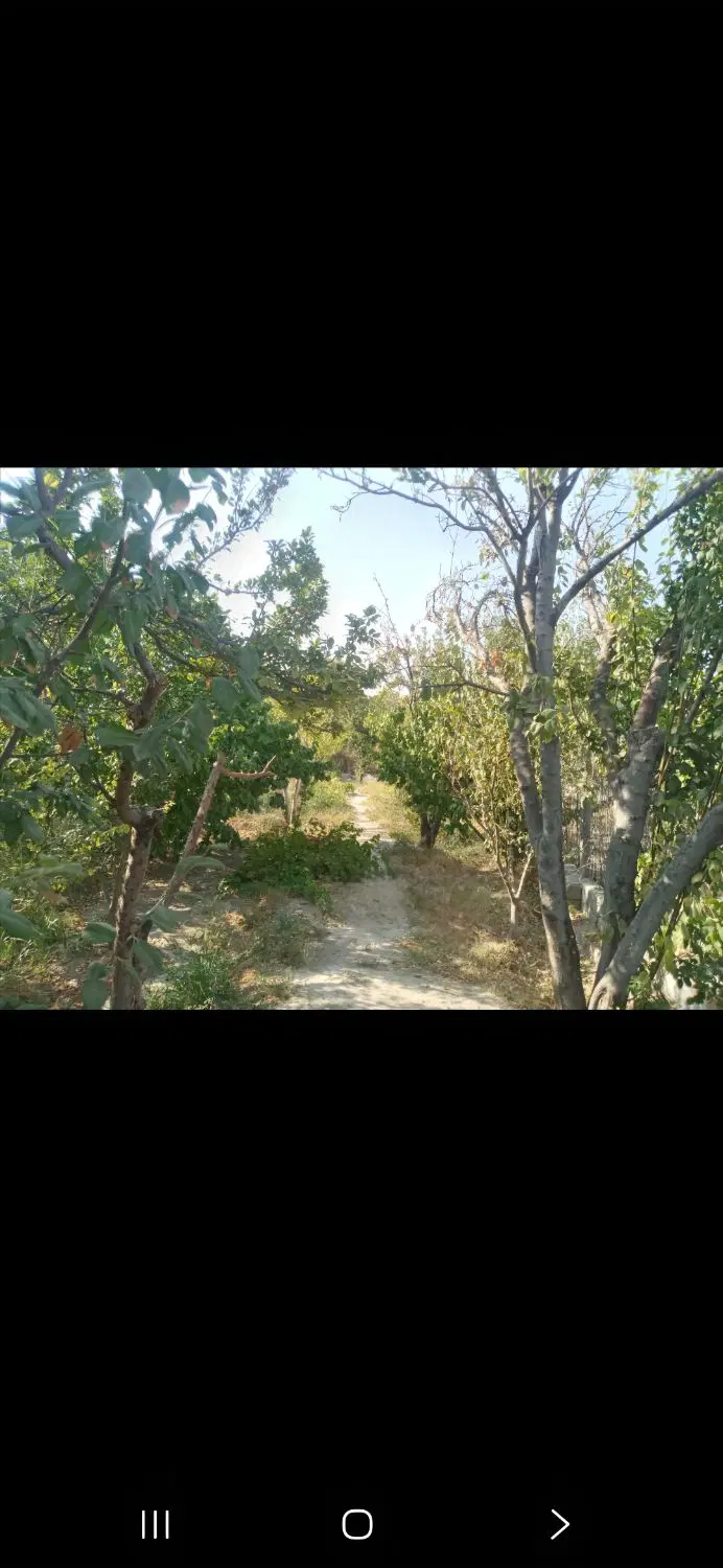 باغچه ۲۷۰ متری بادرختان مثمردر بکه