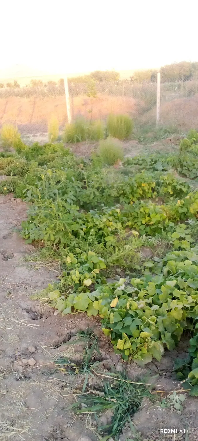 فروش خانه باغ شرایط عالی سرشار از آب