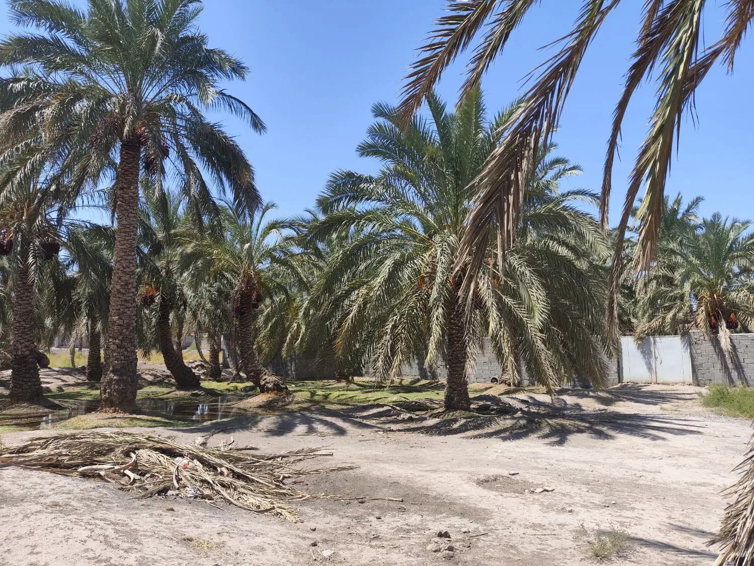 فروش باغ