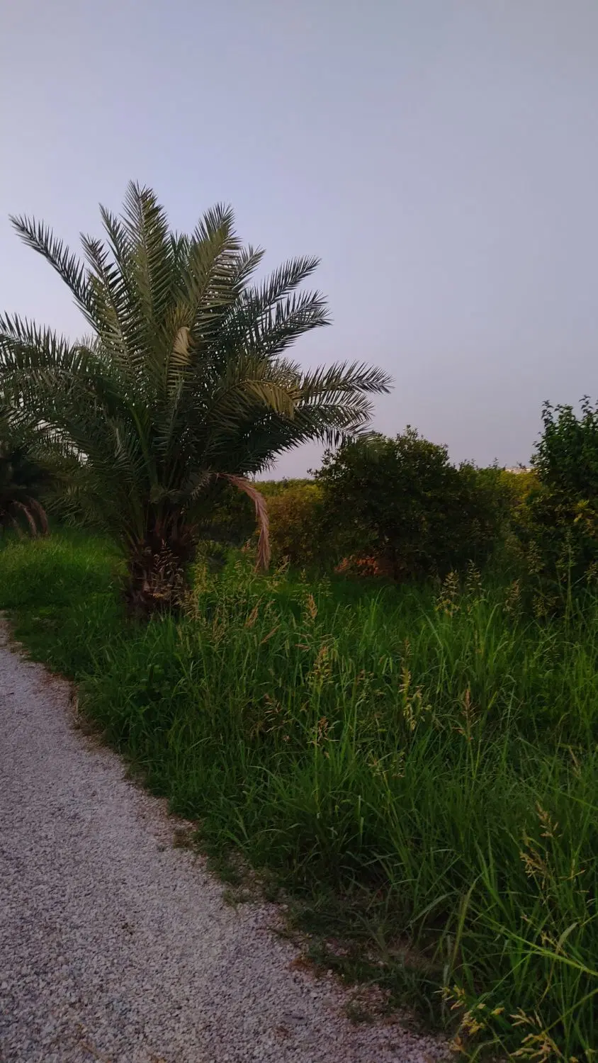 باغ درخت بزرگ بن جعفر