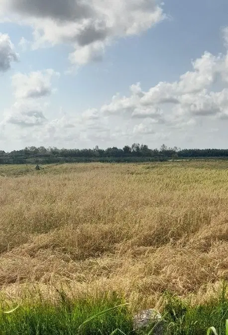 زمین کشاورزی