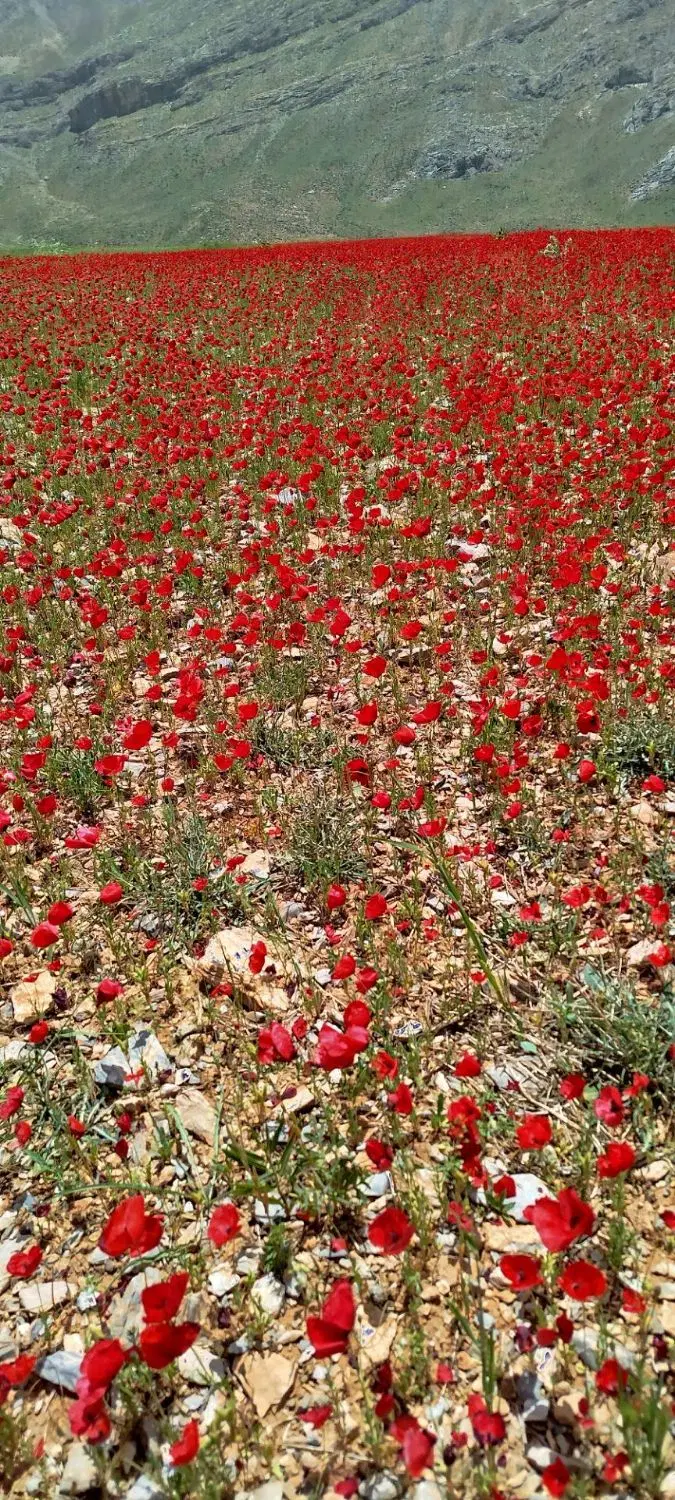 زمین آبی جوی آب سیمانی پشت سرش نبش جاده اصلی