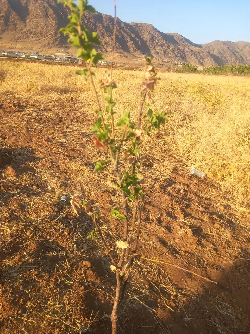 زمین باغی