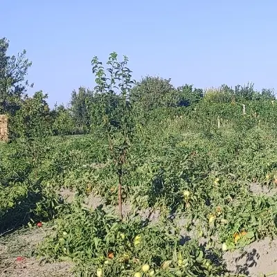 روستا باغ