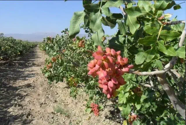 زمین پسته