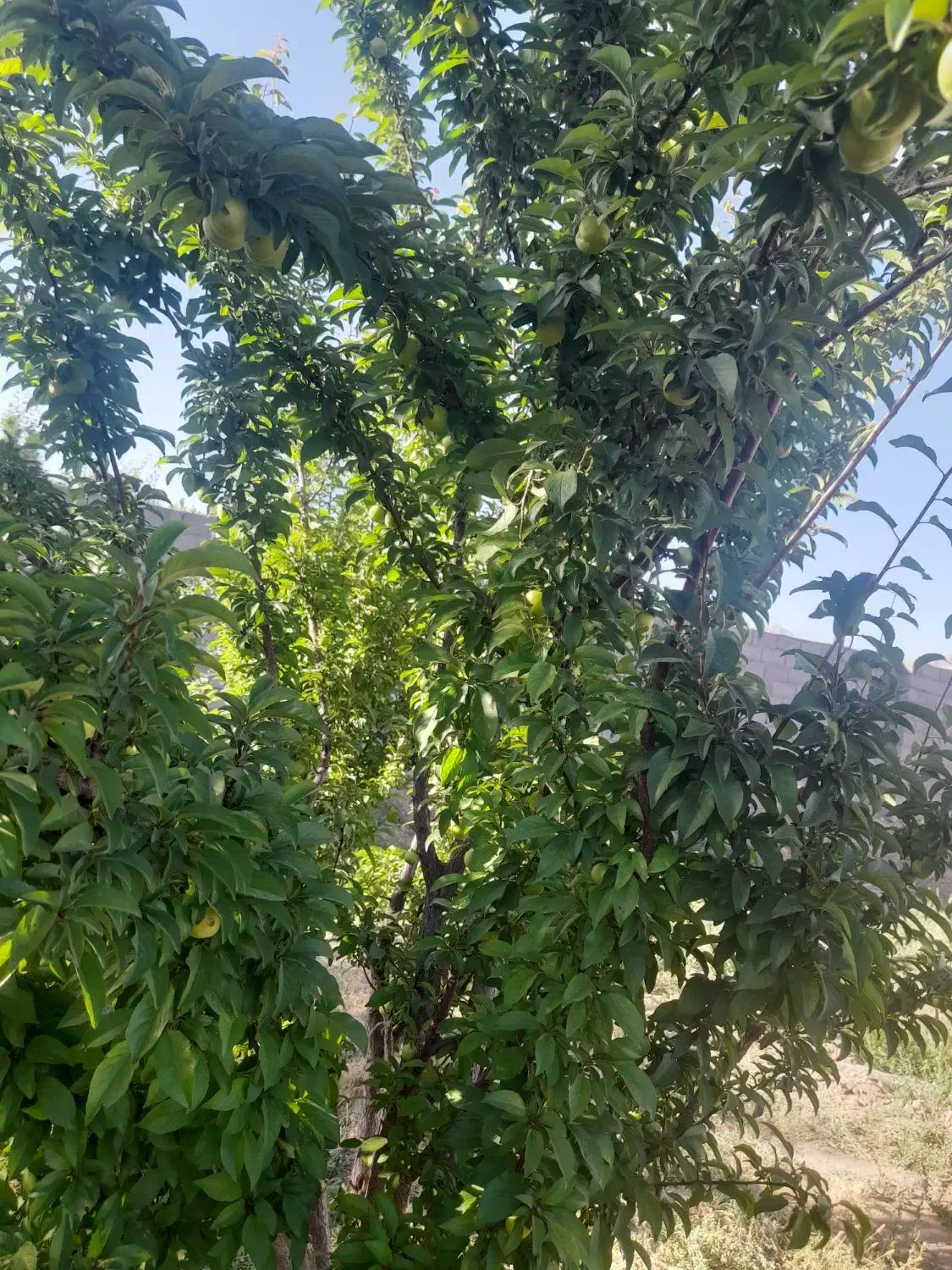 فروش باغ