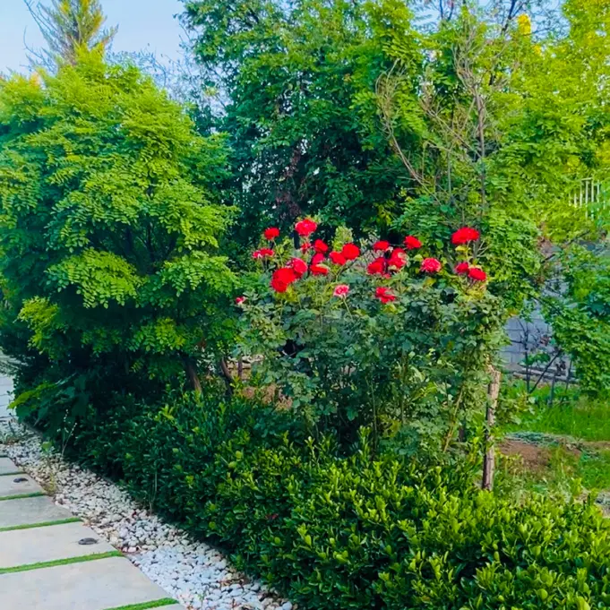 زمین باغ شهری - گود گویم - تاپ لوکیشن