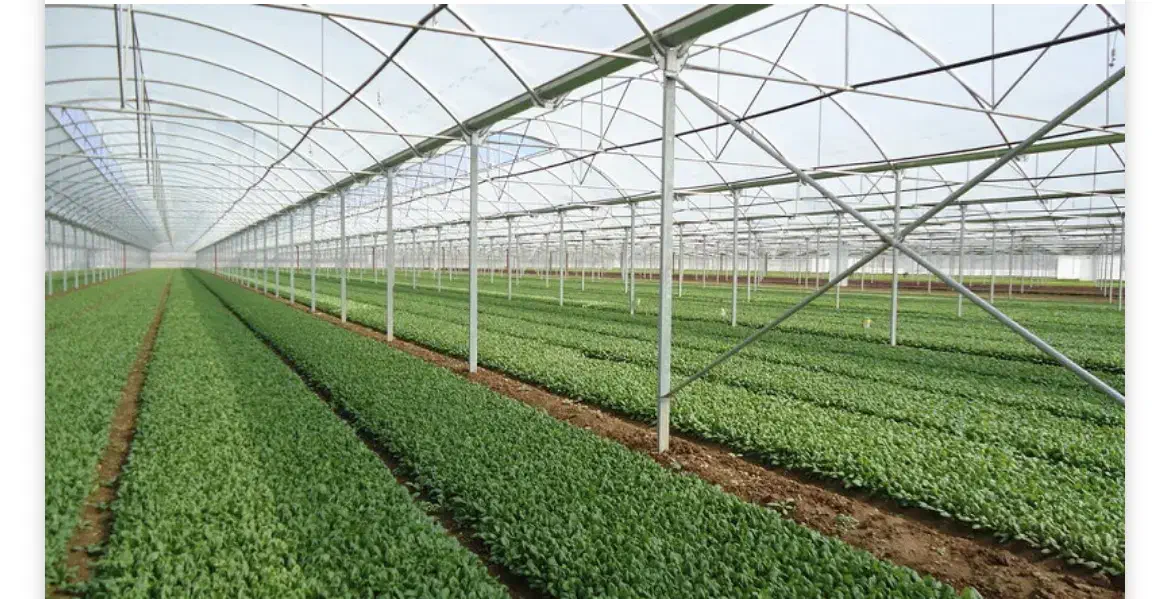 فروش گلخانه محدوده ابراهیم آباد (گلبهار) ششدانگ