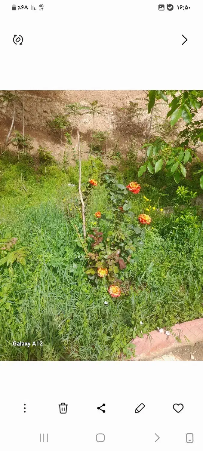 فروش باغ دررستم ابادگیلان.سندتک برگ