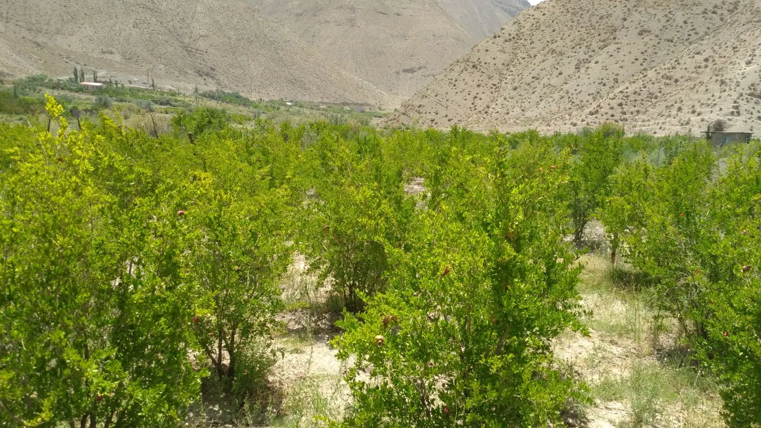 فروش باغ انار  در چهارتاق