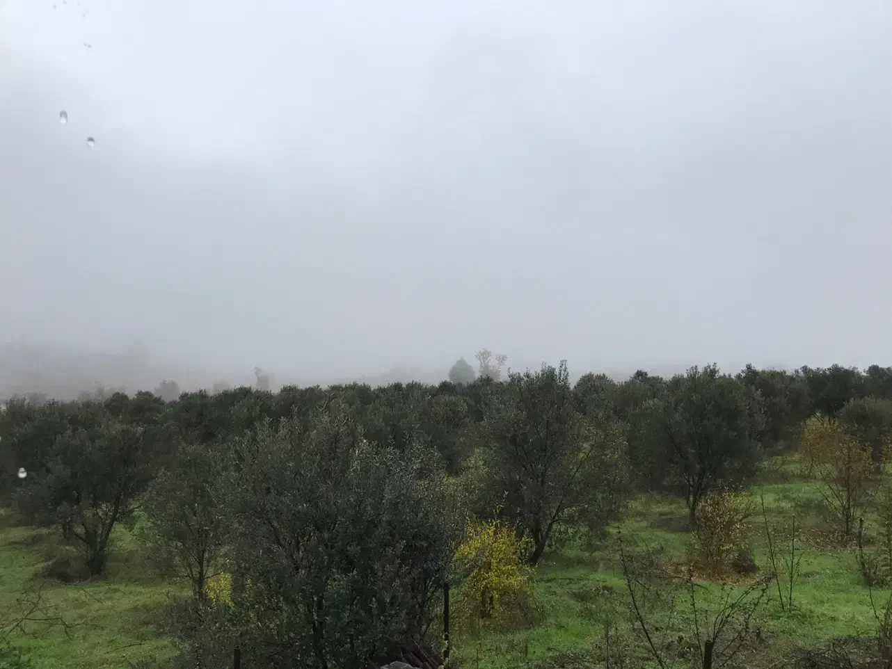 زمین باغی مناسب ساخت ویلا