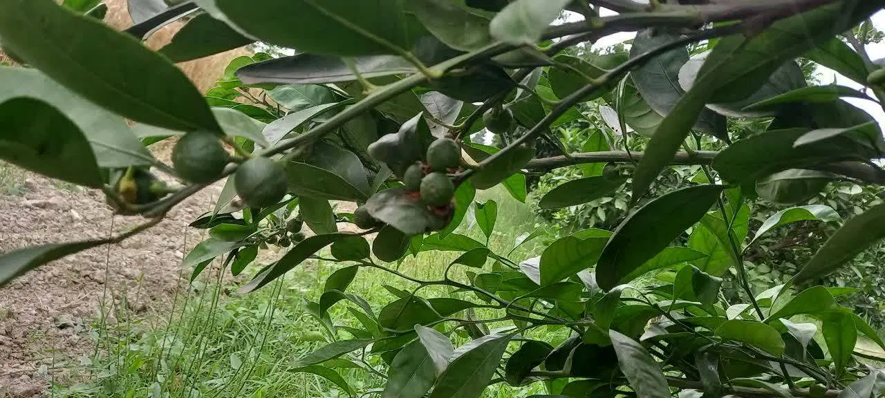 اجاره باغ نارنگی پرتغال خرمالو