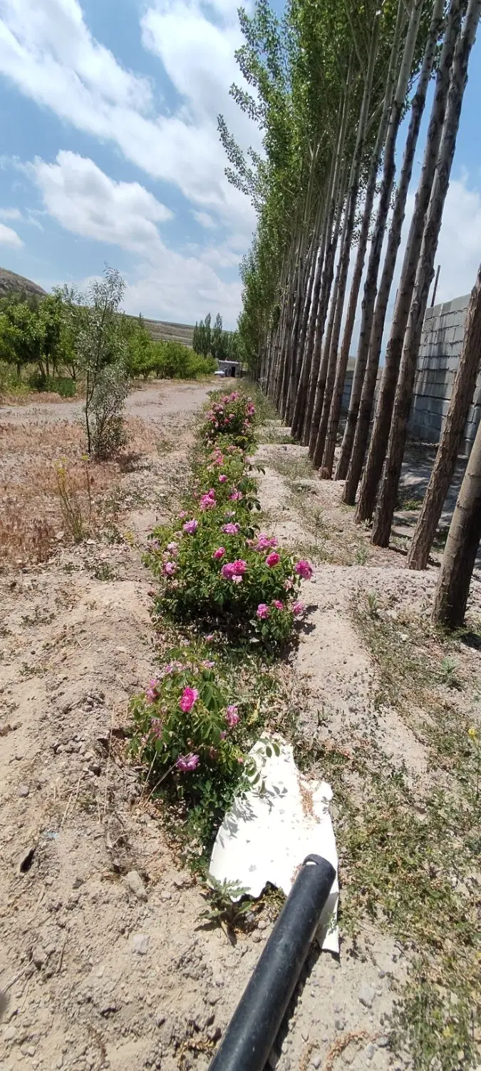 باغ میوه