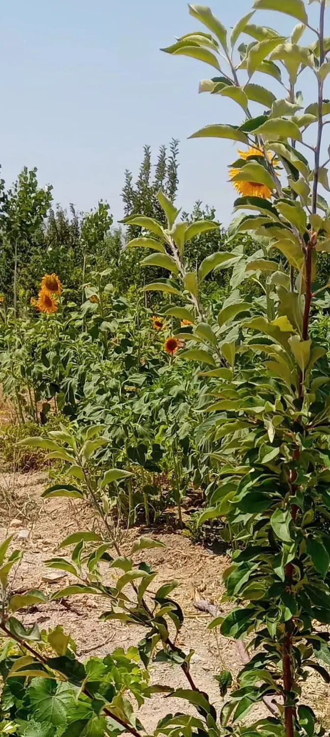 باغ میوه فروشی