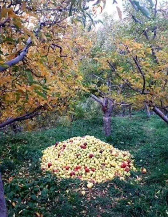 فروش باغ زمین ویلایی در (شهر زنوز)