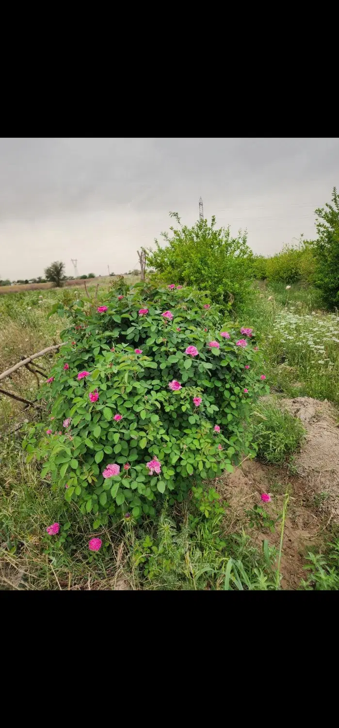 فروش باغ