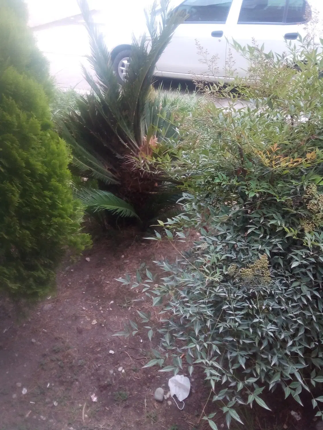 زمین فروشی درازنو