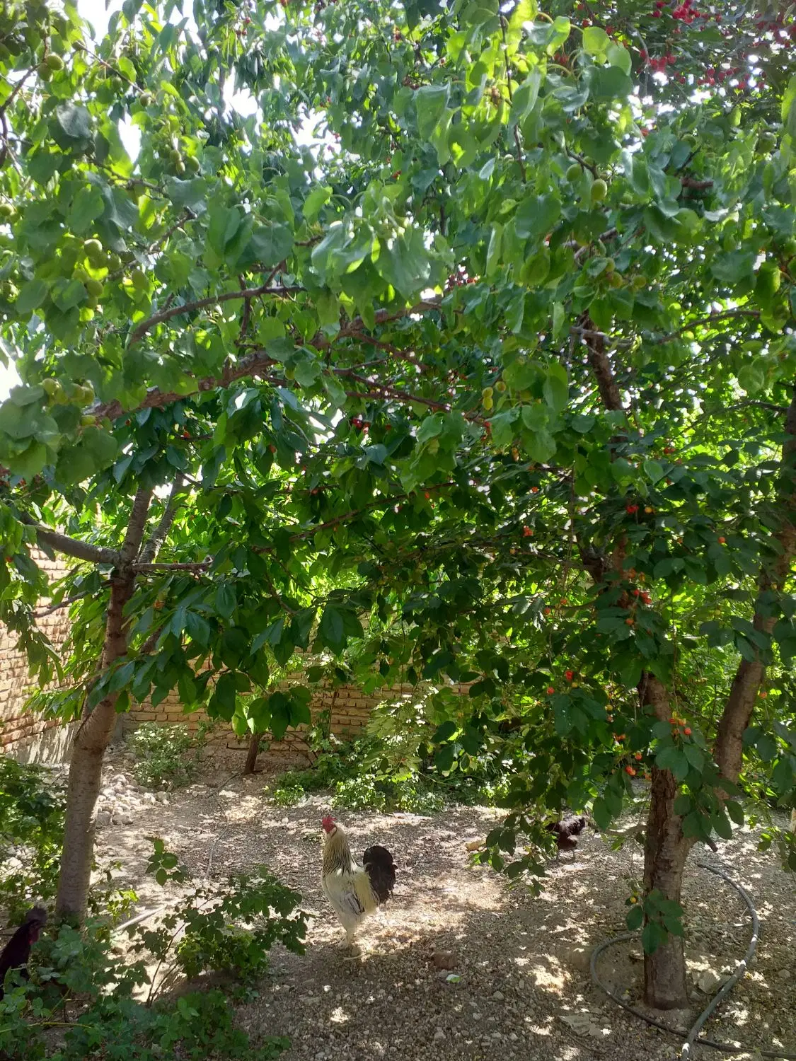 خانه باغ