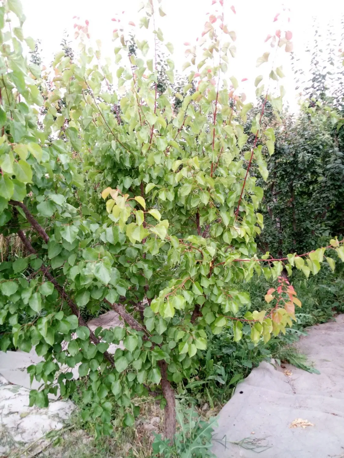 باغچه